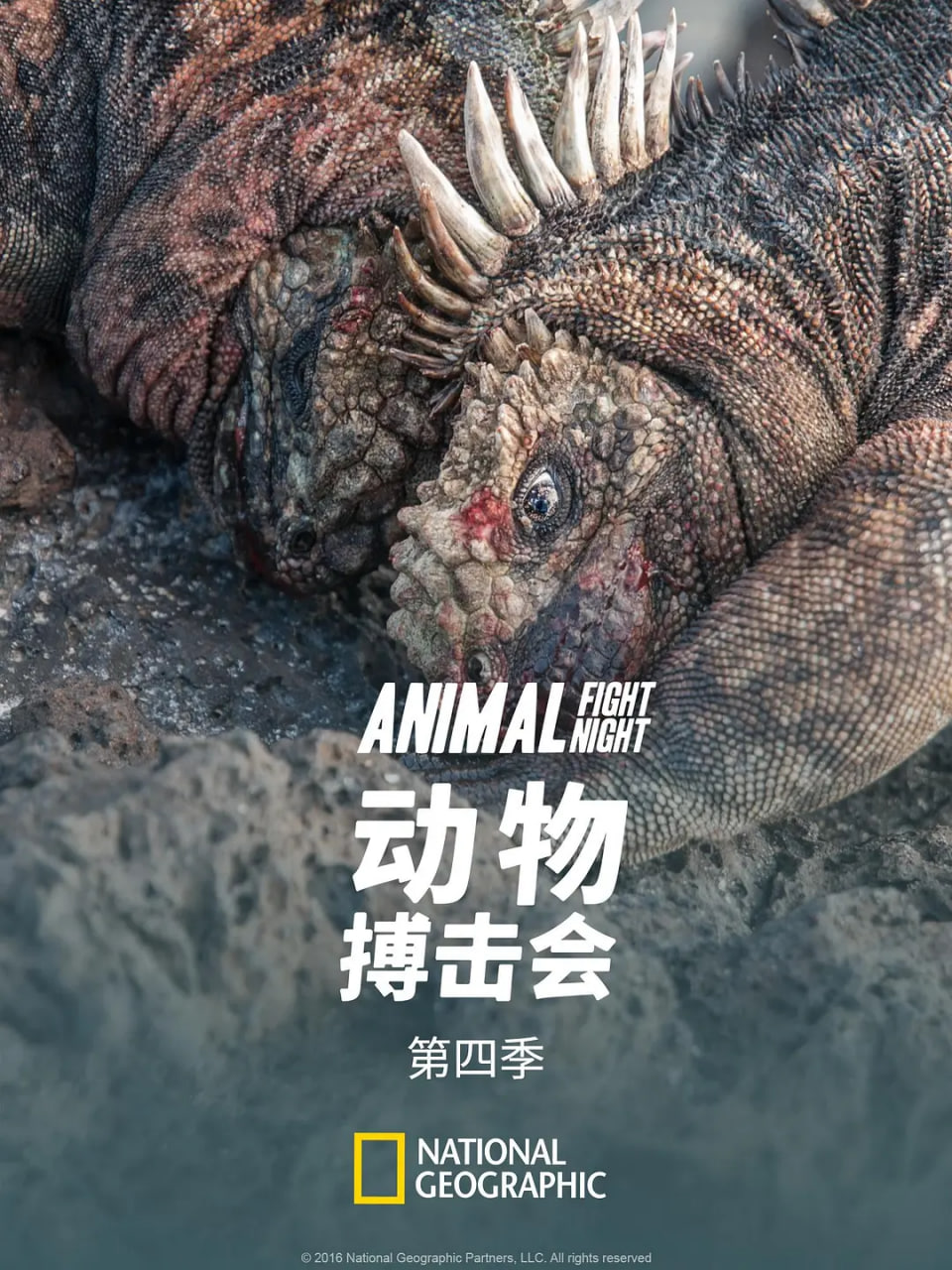 动物搏击会 第四季封面图