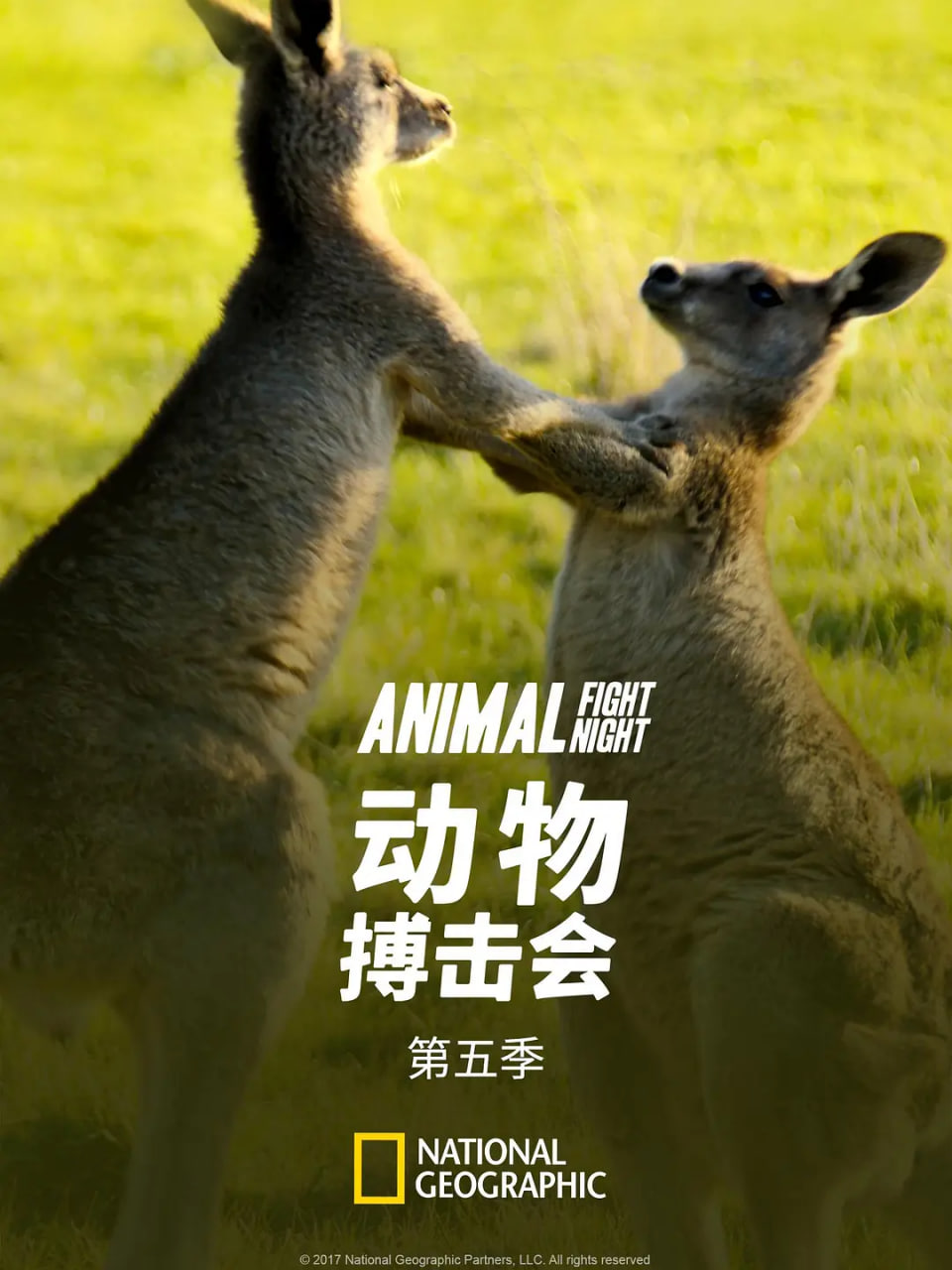 动物搏击会 第五季封面图