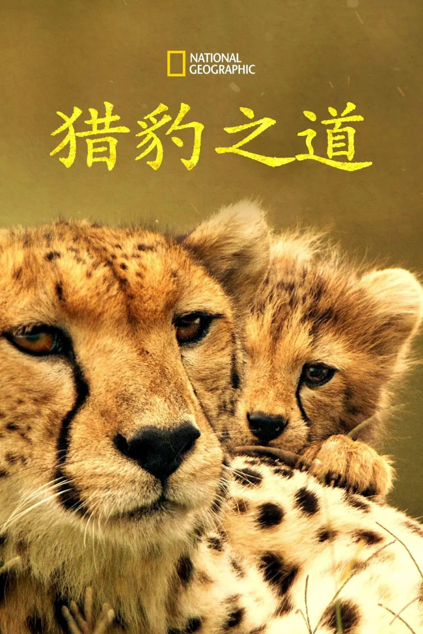 猎豹之道封面图