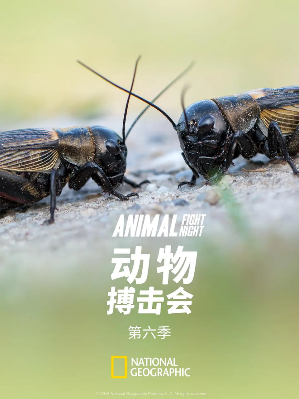 动物搏击会 第六季封面图